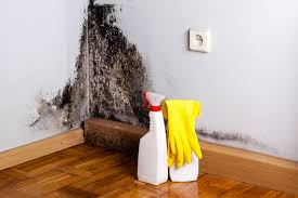 Mold Documentation for Insurance Claims